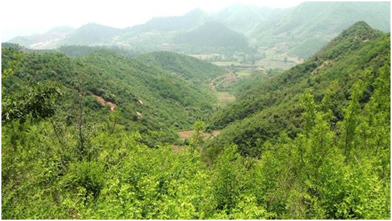 北峰為黑龍江森林防火提供數字超短波通信解決方案 北峰為黑龍江森林防火提供數字超短波通信解決方案